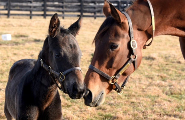 Spendthrift names Beholder's first foal Q B One; here's why