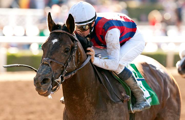 catch flight precisionist delivers horse wins arg stakes benoit bloodhorse