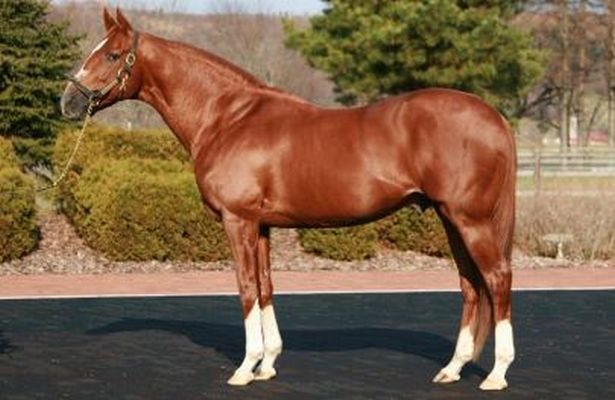 Kentucky Derby champion Charismatic passes away at 21 - Horse Racing Nation