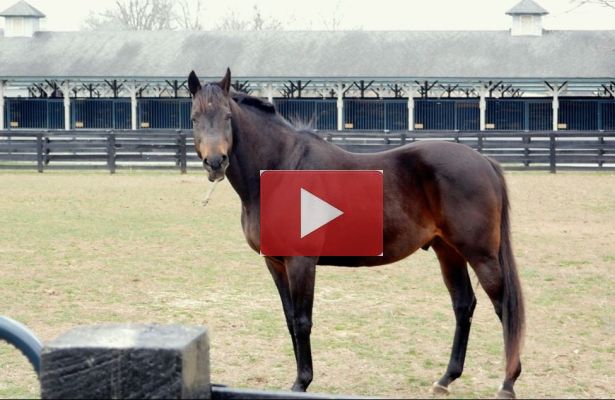 Kentucky Horse Park: A Little Bit of Horse Heaven (VIDEO ...