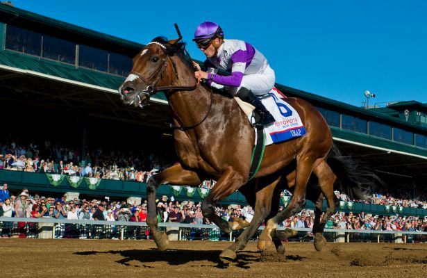 irapp horse irapp horse