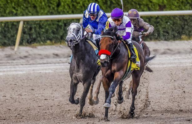 Gulfstream Park Stakes Schedule 2022