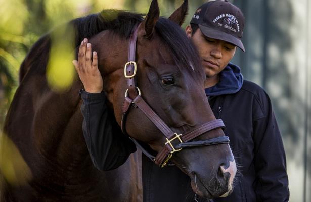 Its Official Omaha Beach To Retire After Pegasus World Cup