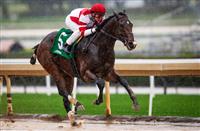 Omaha Beach Horse