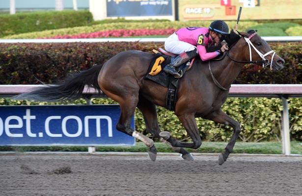 Graded stakes winner Salty makes triumphant return at Gulfstream Park